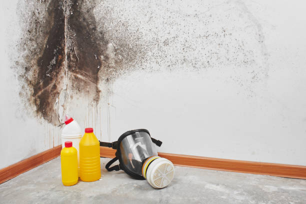 Mold Removal and Inspection in Princess Anne, MD
