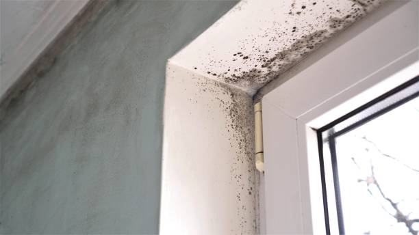 Best Toxic Mold Removal  in Princess Anne, MD