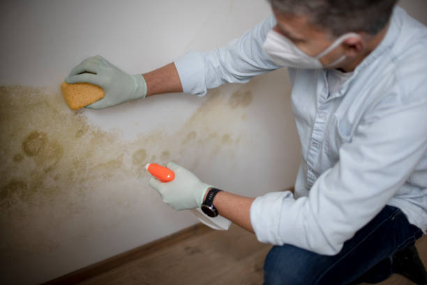 Best Emergency Mold Removal  in Princess Anne, MD