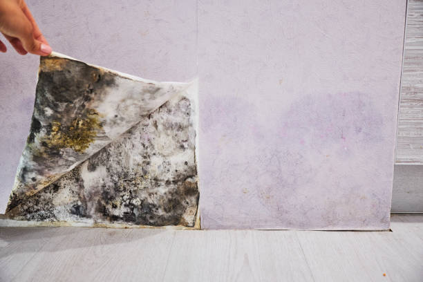 Best Local Mold Removal Service  in Princess Anne, MD